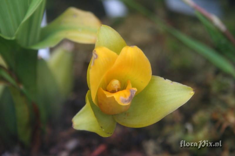 Lycaste cruenta