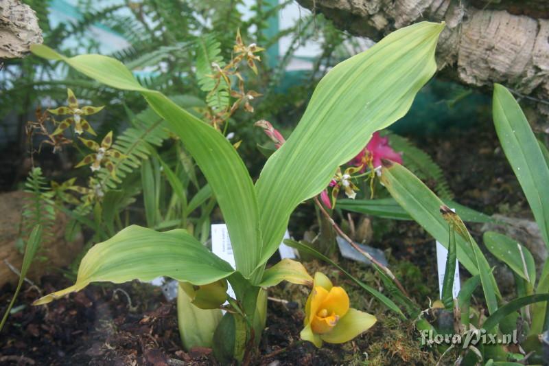 Lycaste cruenta