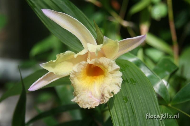 Sobralia Inverleith (S. lowii x S. xantholeuca)