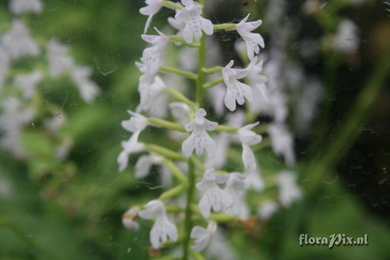 Stenoglottis woodii