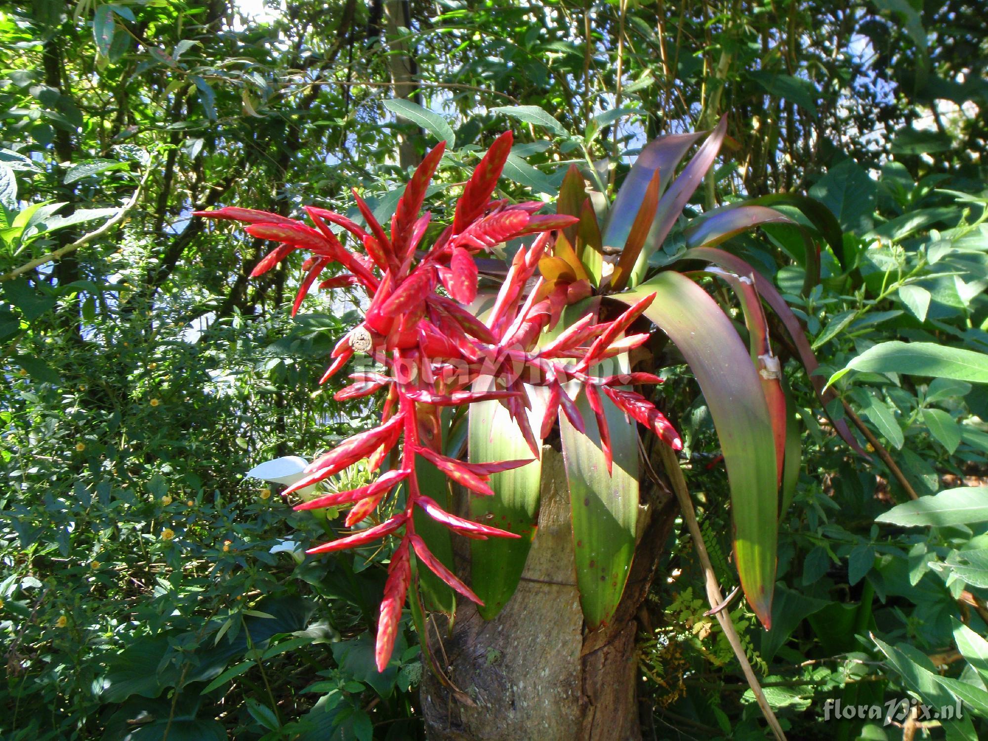 Tillandsia tovarensis