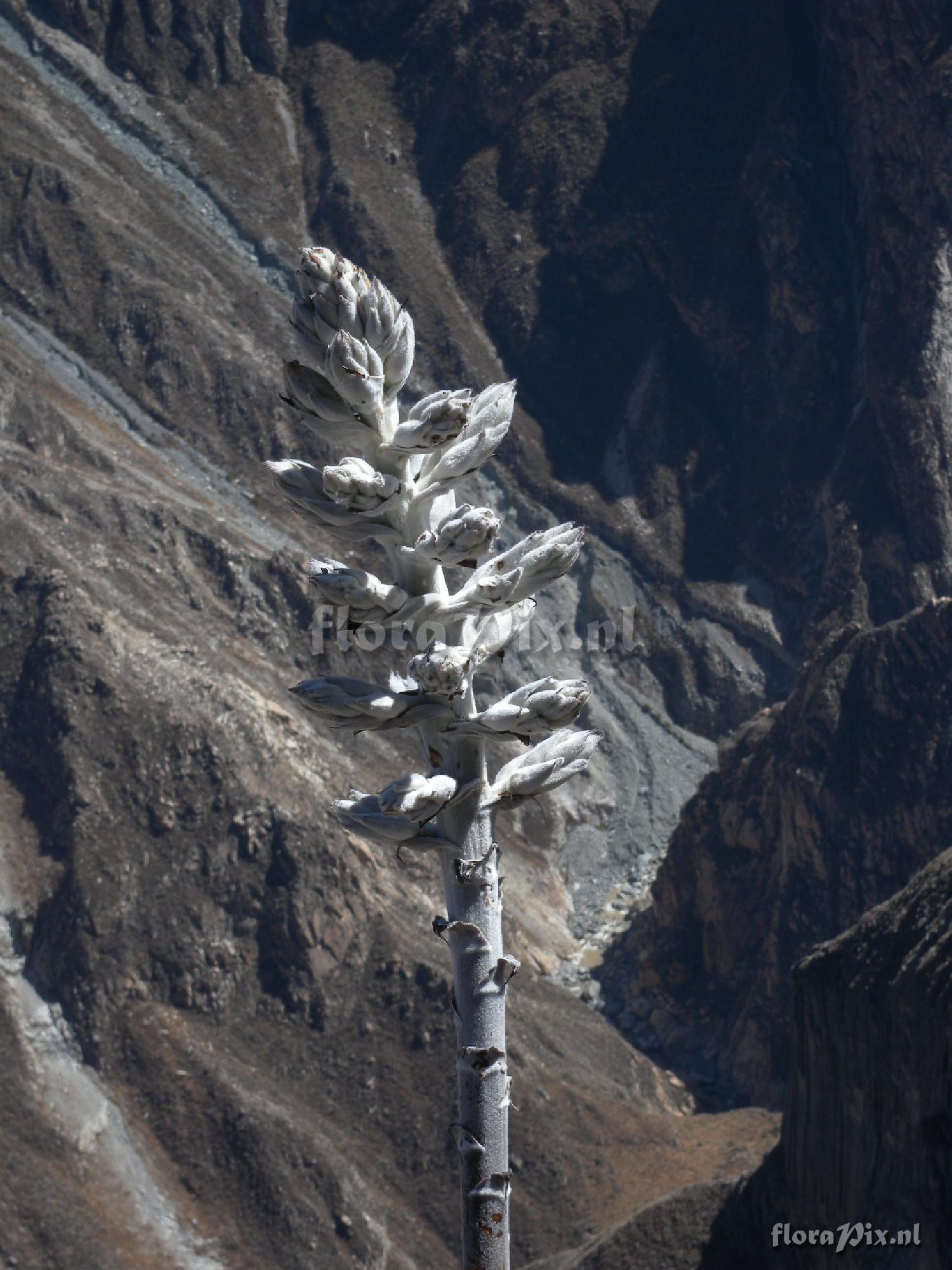 Puya weberbaueri