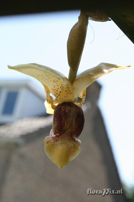 Stanhopea insignis