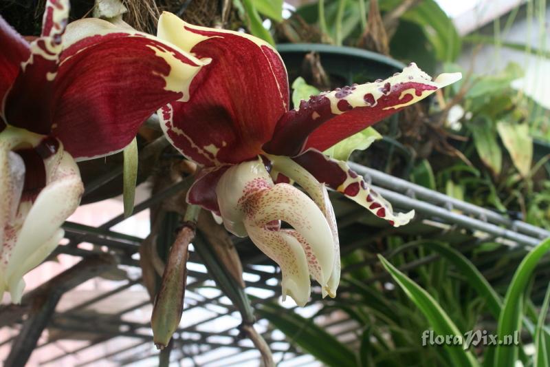 Stanhopea tigrina