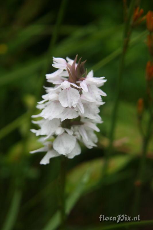 Dactylorhiza maculata subsp ericetorum