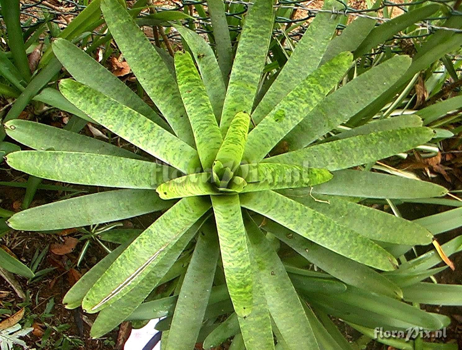 Vriesea grandiflora