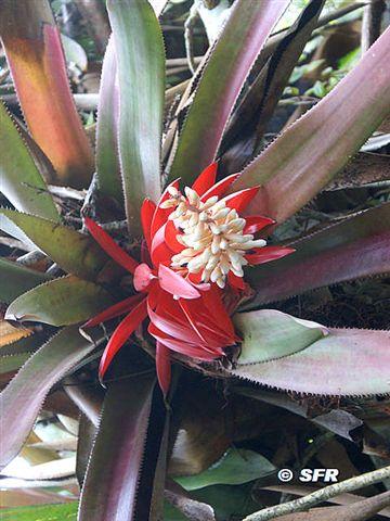 Aechmea sp. Ecuador