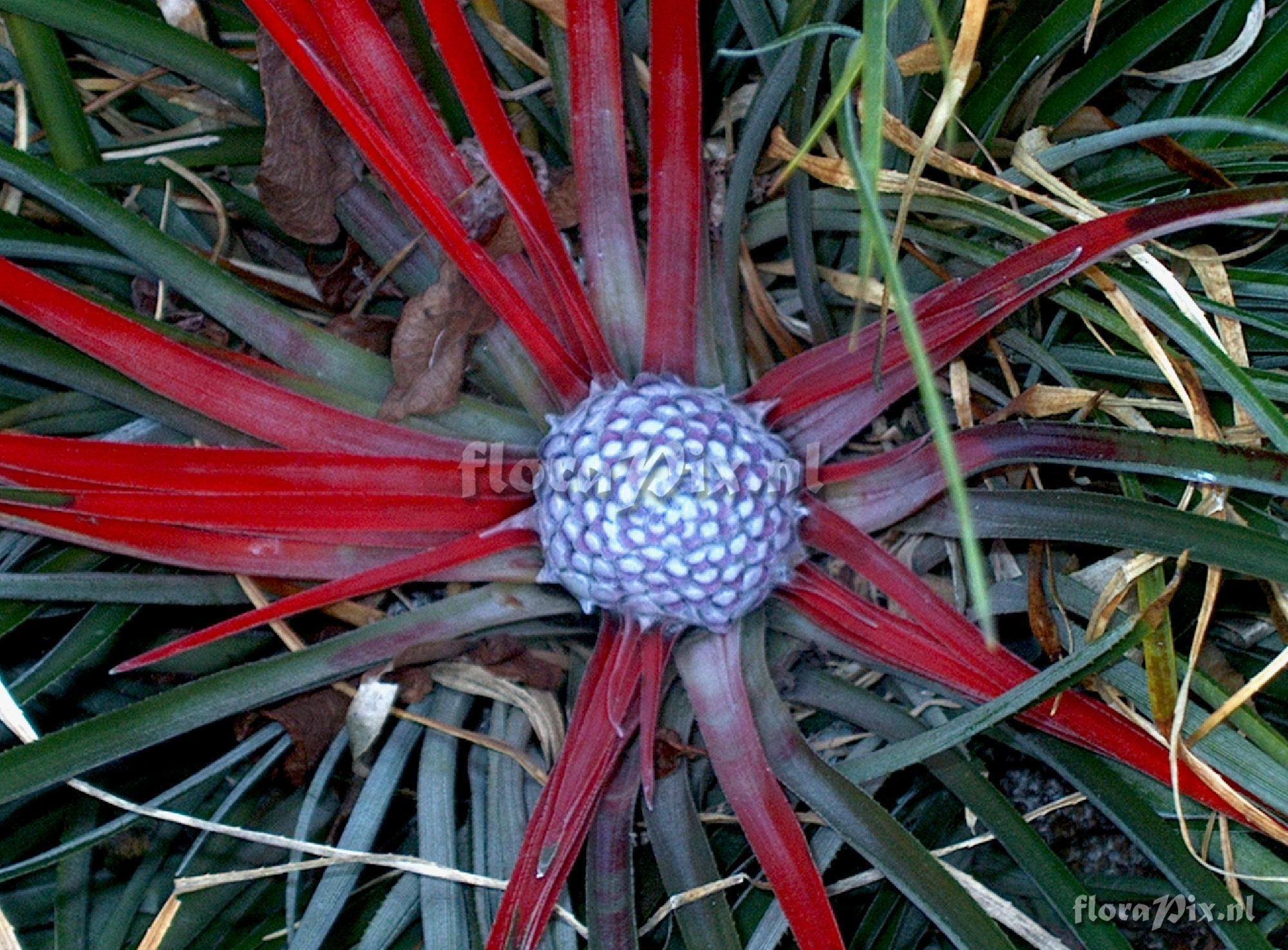 Fascicularia bicolor