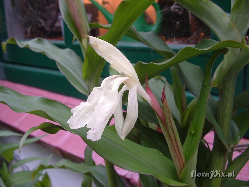 Roscoea Beesiana - Monique