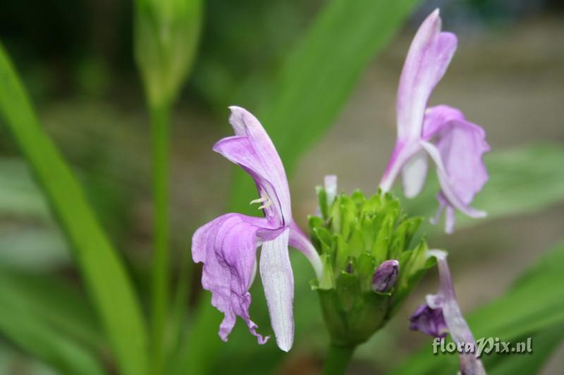 Roscoea capitata