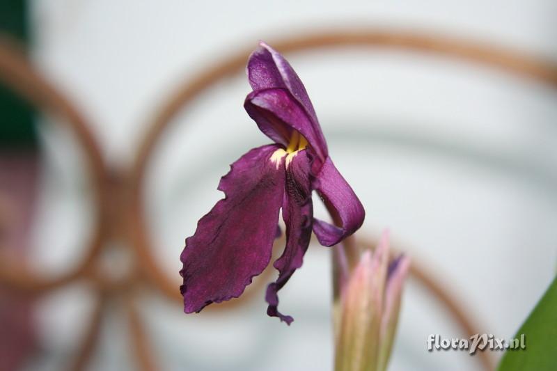 Roscoea cautleyoides forma atropurpurea