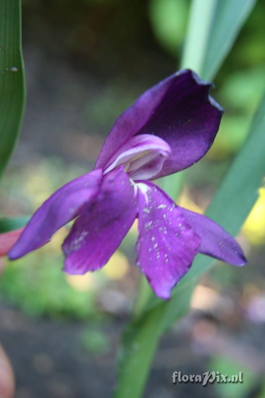 Roscoea cautleyoides forma tyria