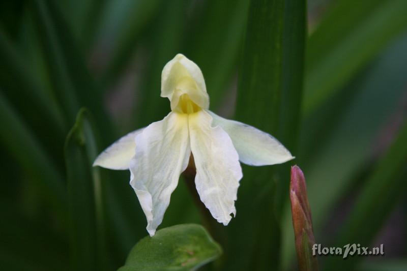 Roscoea cautleyoides - 