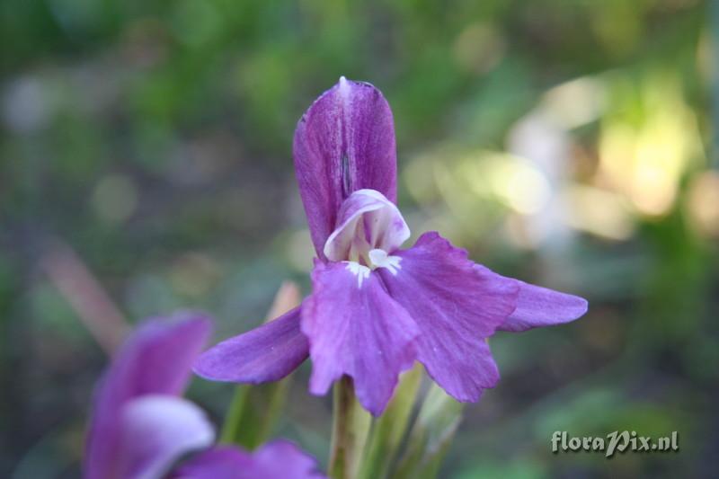 Roscoea cautleyoides - 