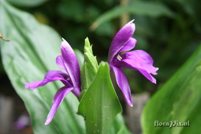 Roscoea debilis var. debilis