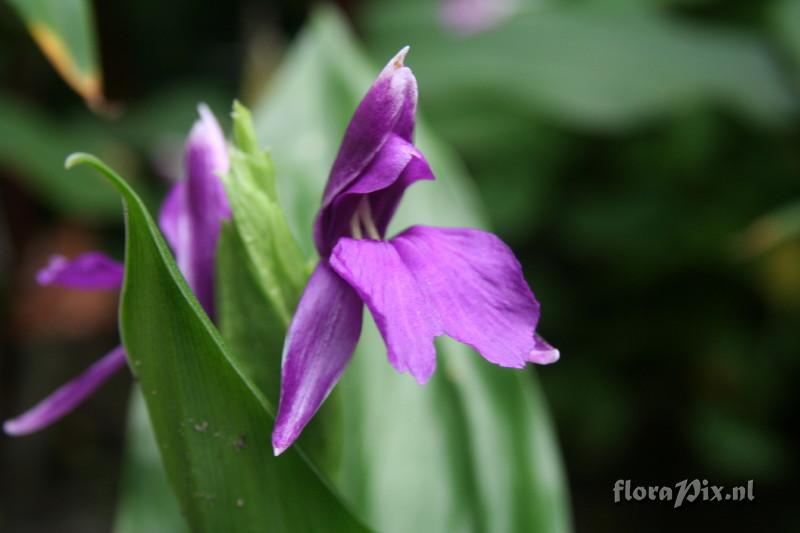 Roscoea debilis var. debilis