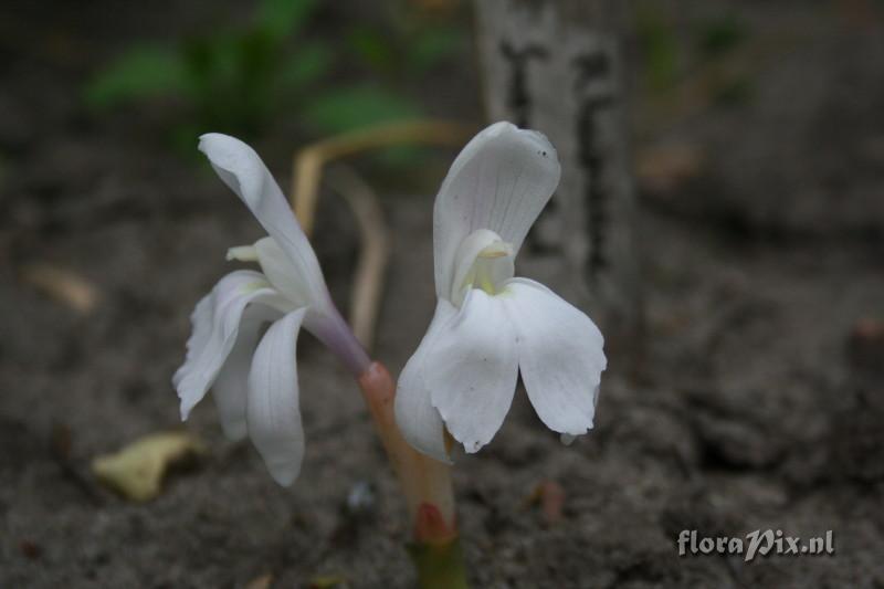 Roscoea humeana - Snowy Owl