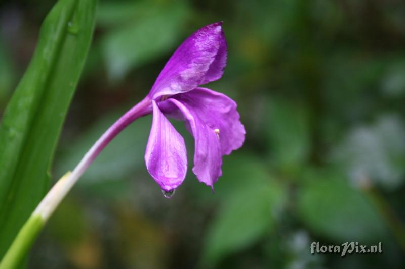 Roscoea tumjensis