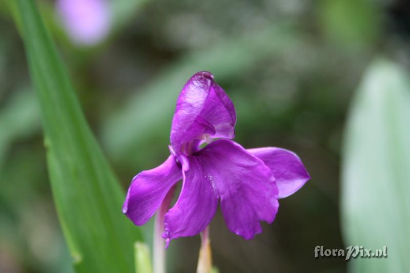 Roscoea tumjensis