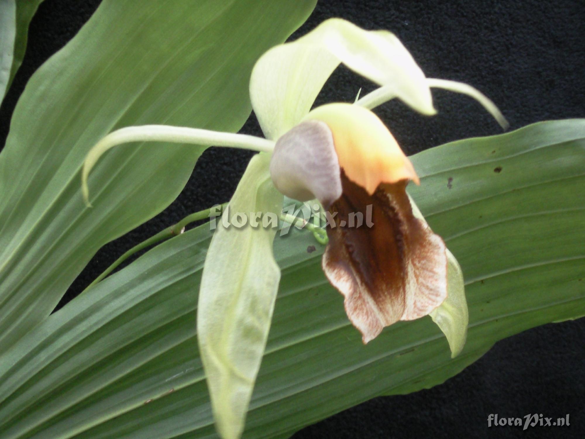 Coelogyne celebensis