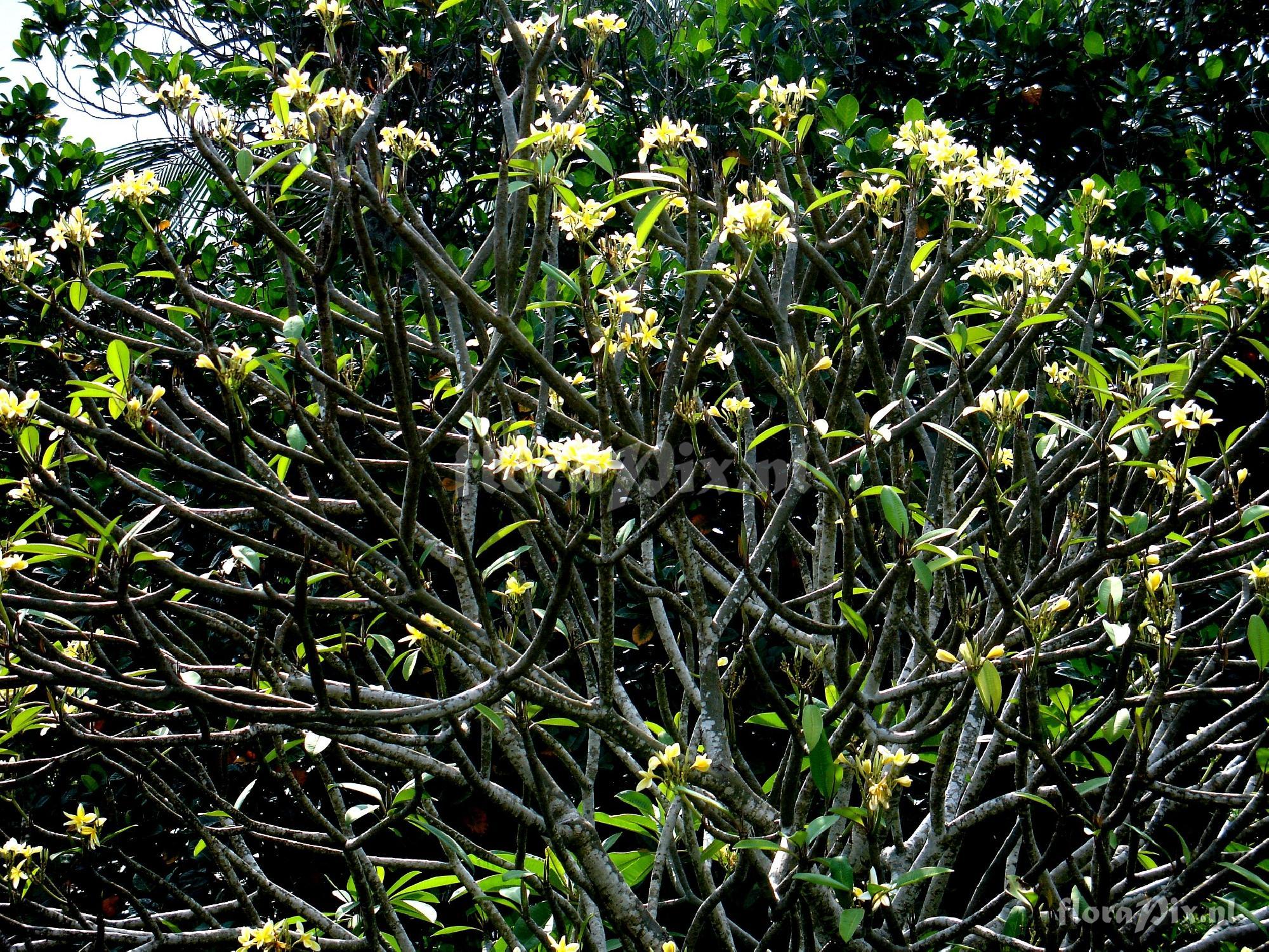 Plumeria sp. Flowering Tree