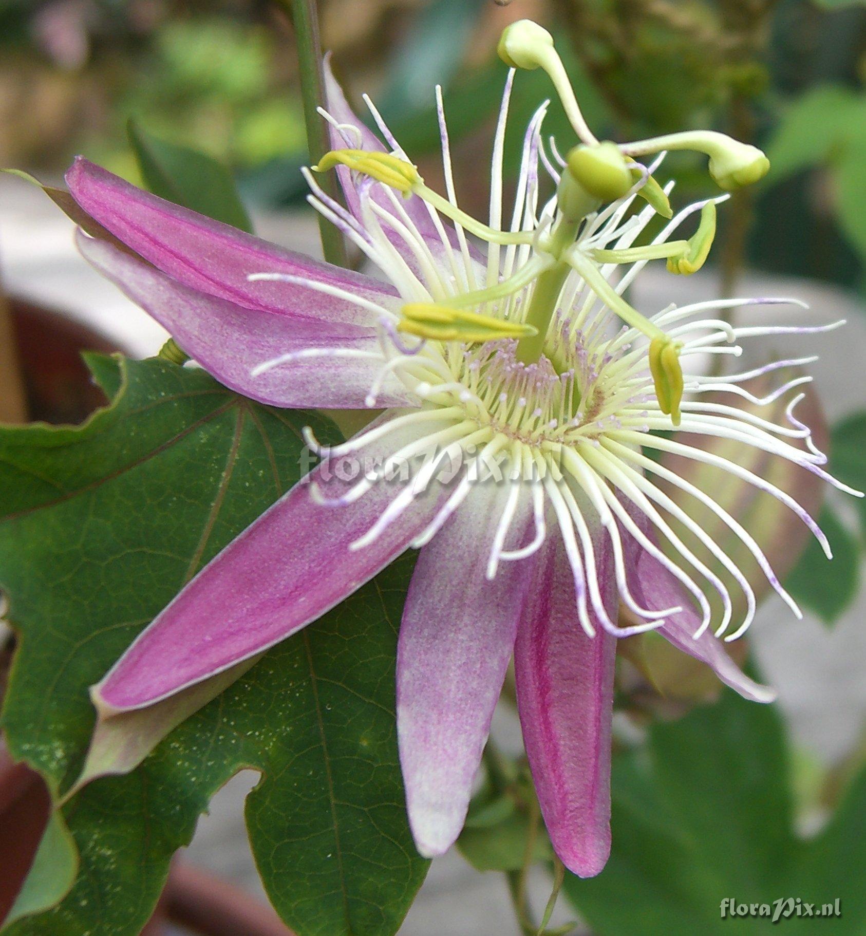 Passiflora  