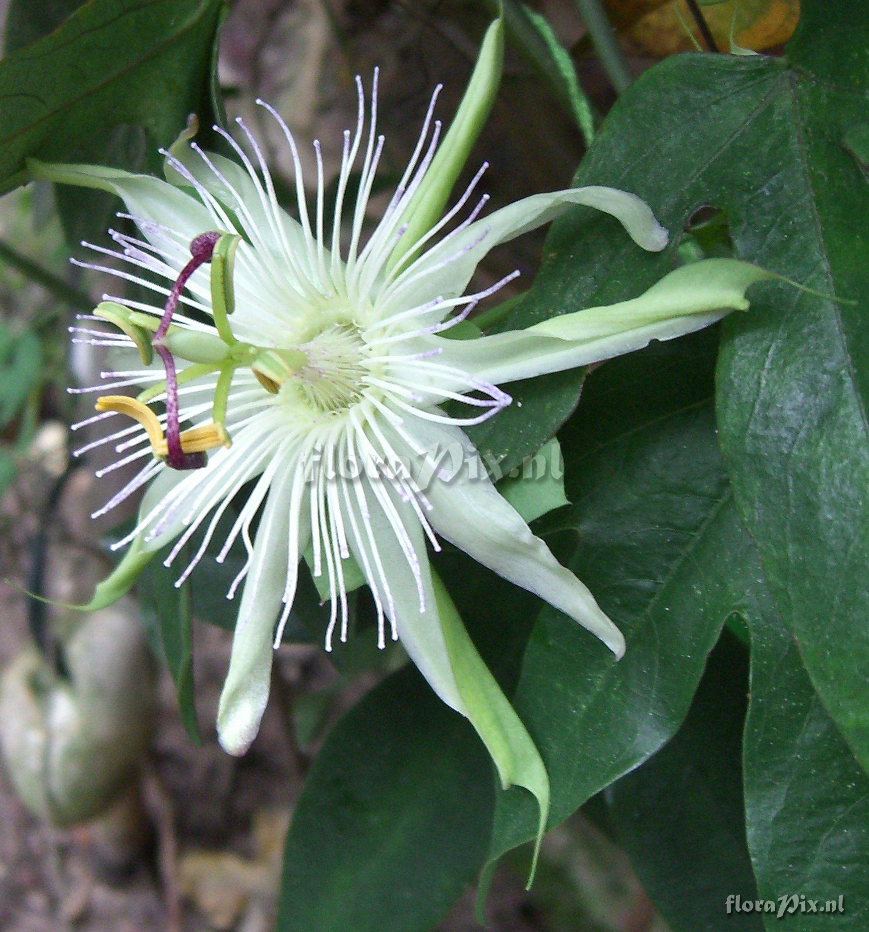 Passiflora  