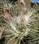 Tillandsia xcorrealei H.Luther
