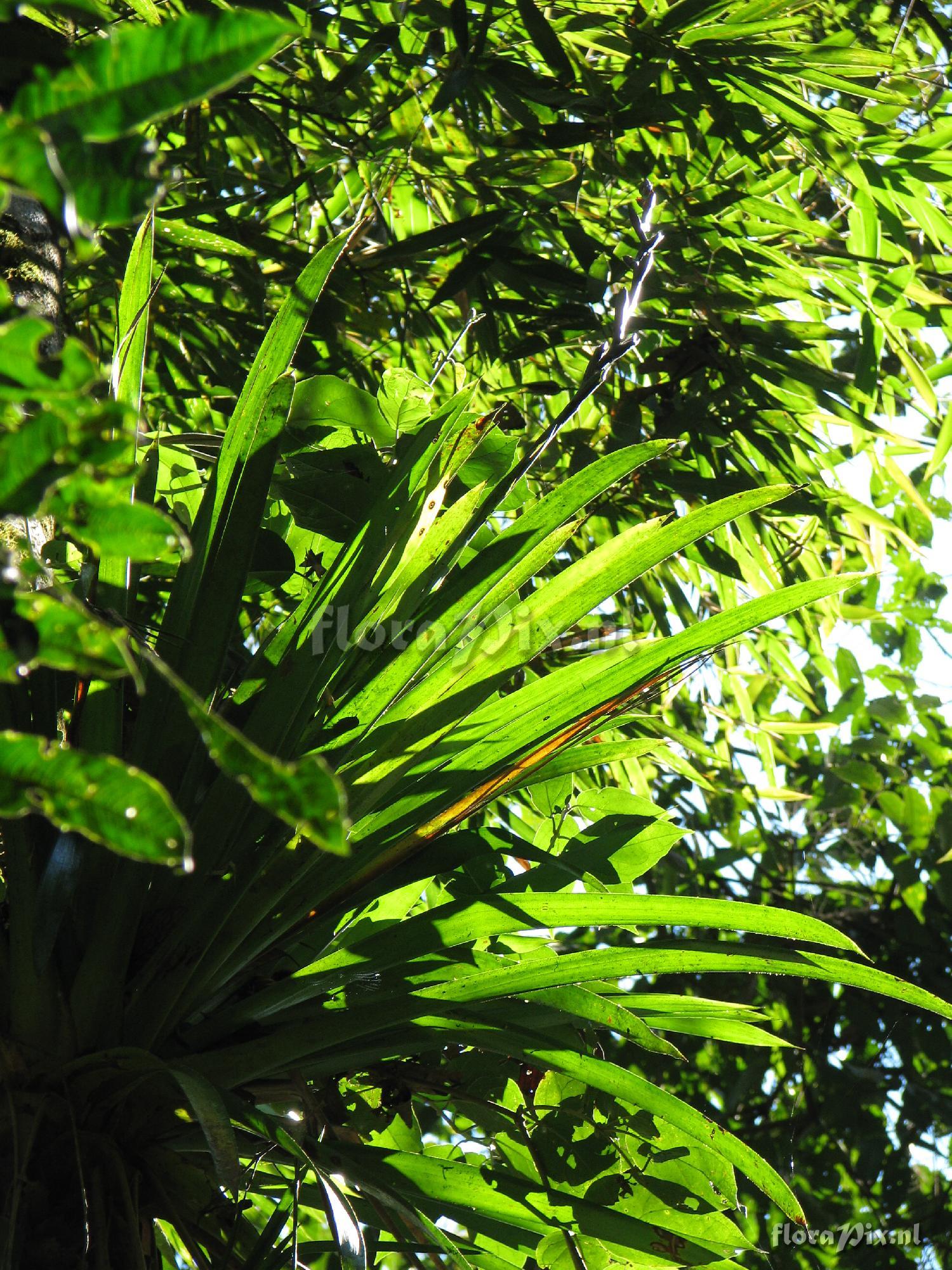 Guzmania killipiana