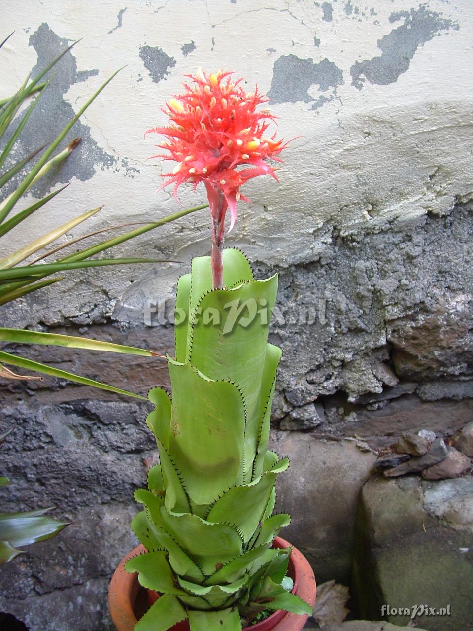 Aechmea flavorosea E.Pereira