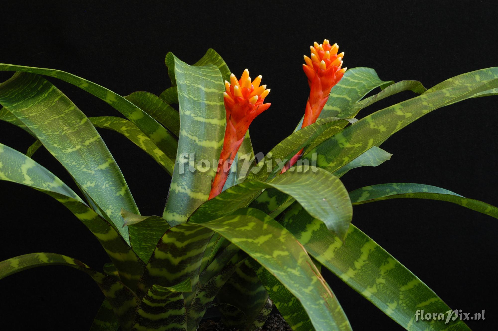 Guzmania musaica