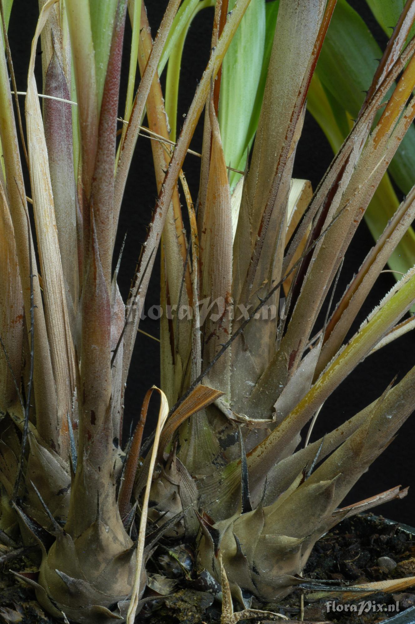Pitcairnia aff. yaupi-bajaensis