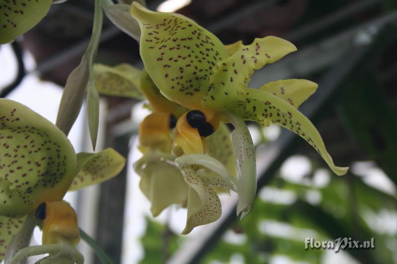 Stanhopea wardii