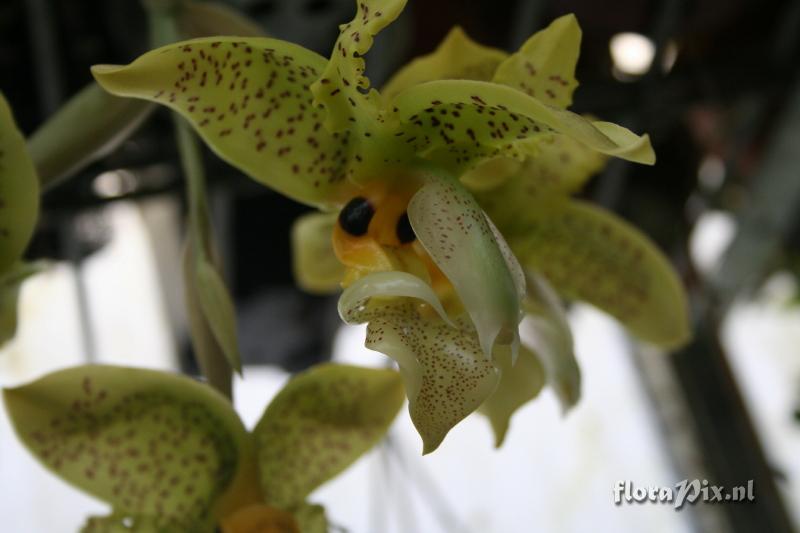 Stanhopea wardii