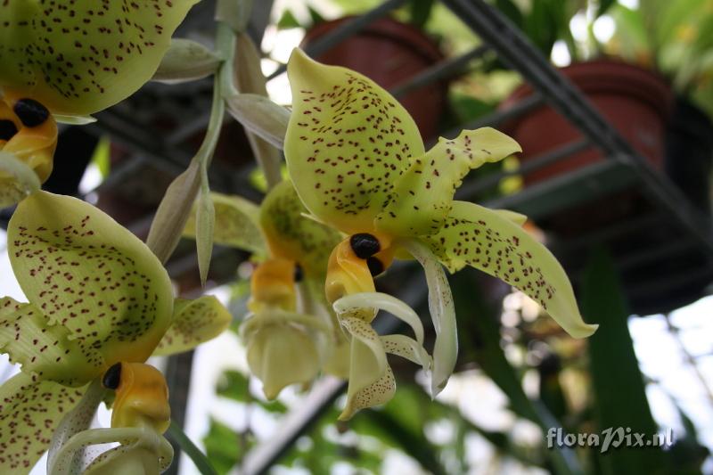 Stanhopea wardii