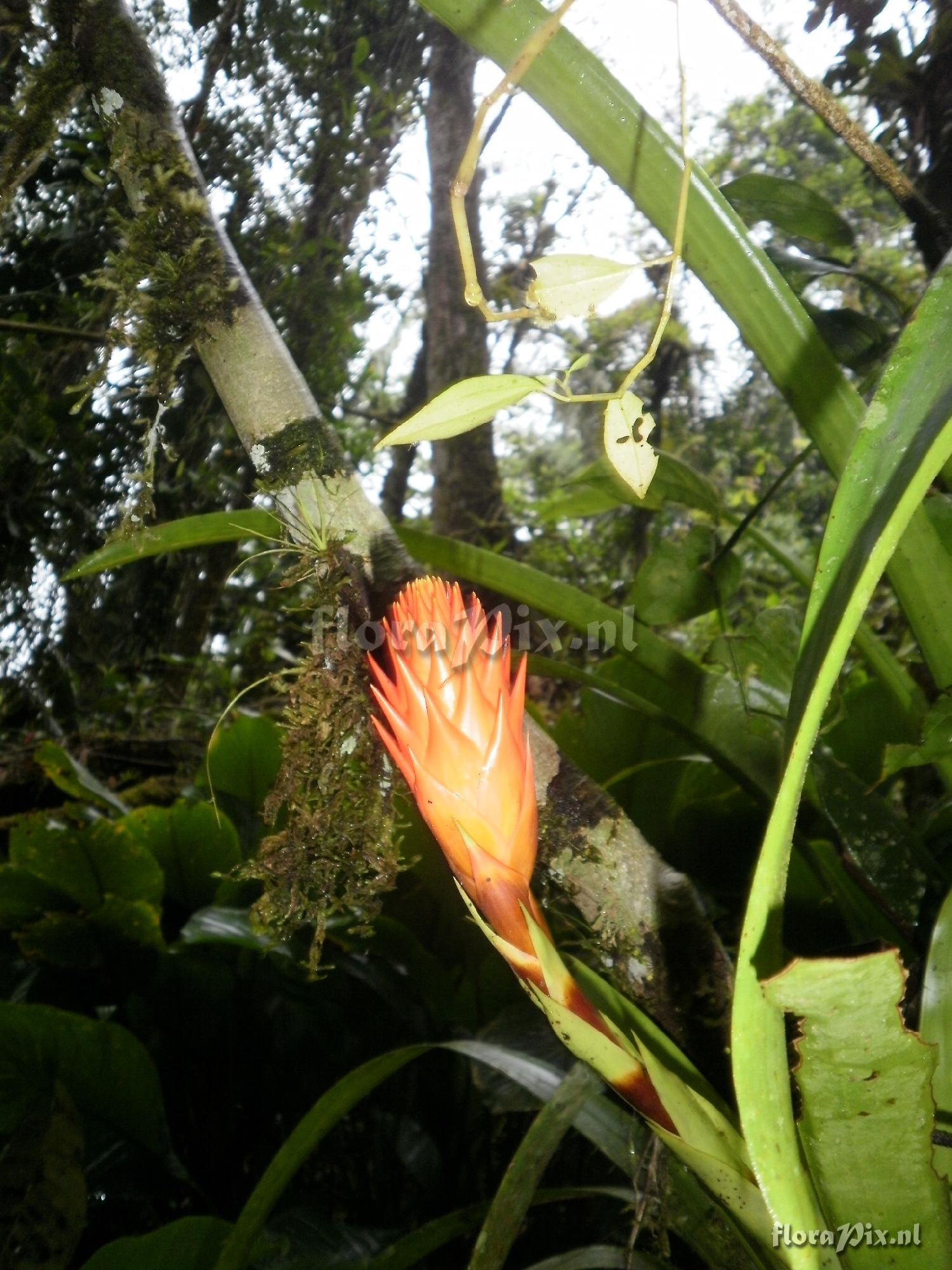 Guzmania cf besseae