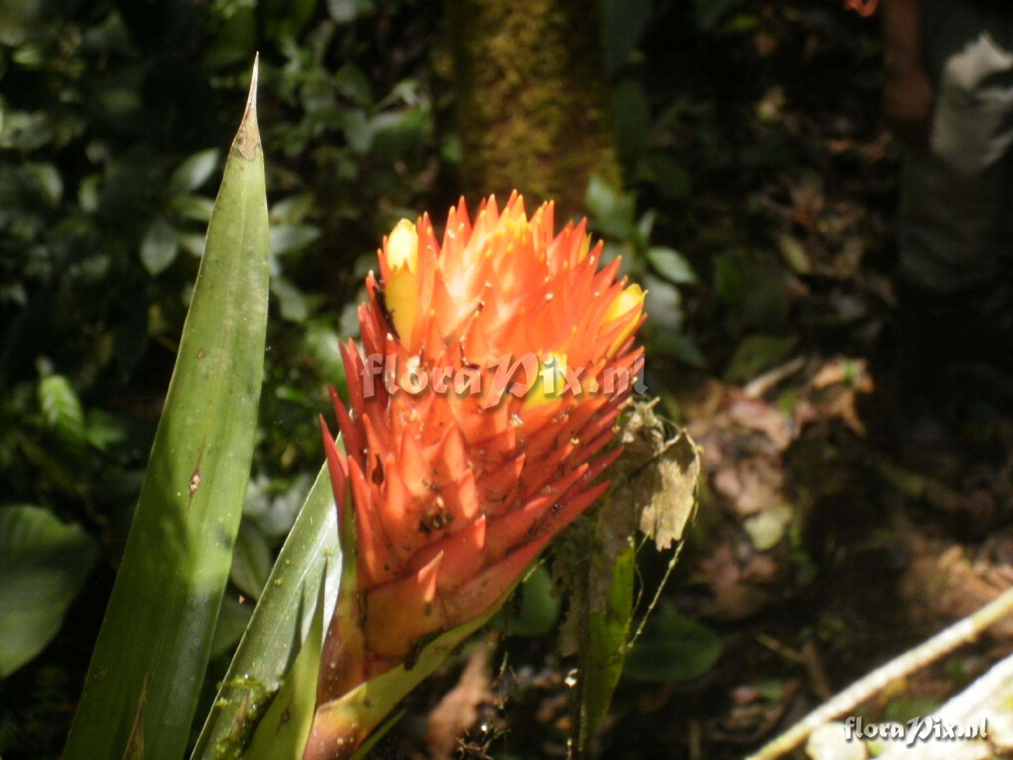 Guzmania cf besseae