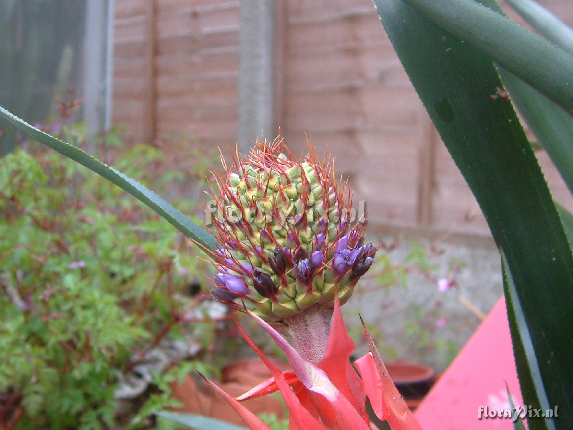 Aechmea ornata