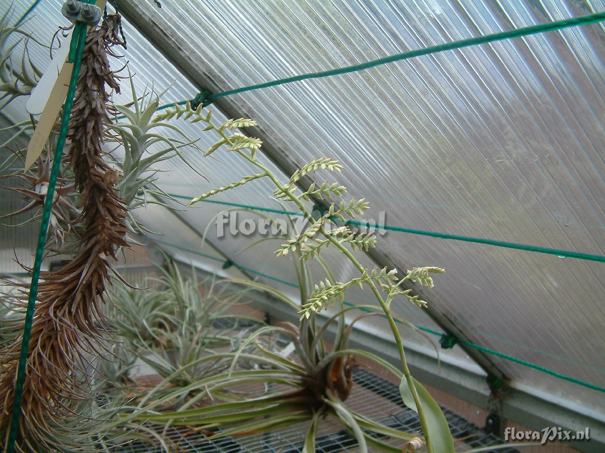 Tillandsia sp.