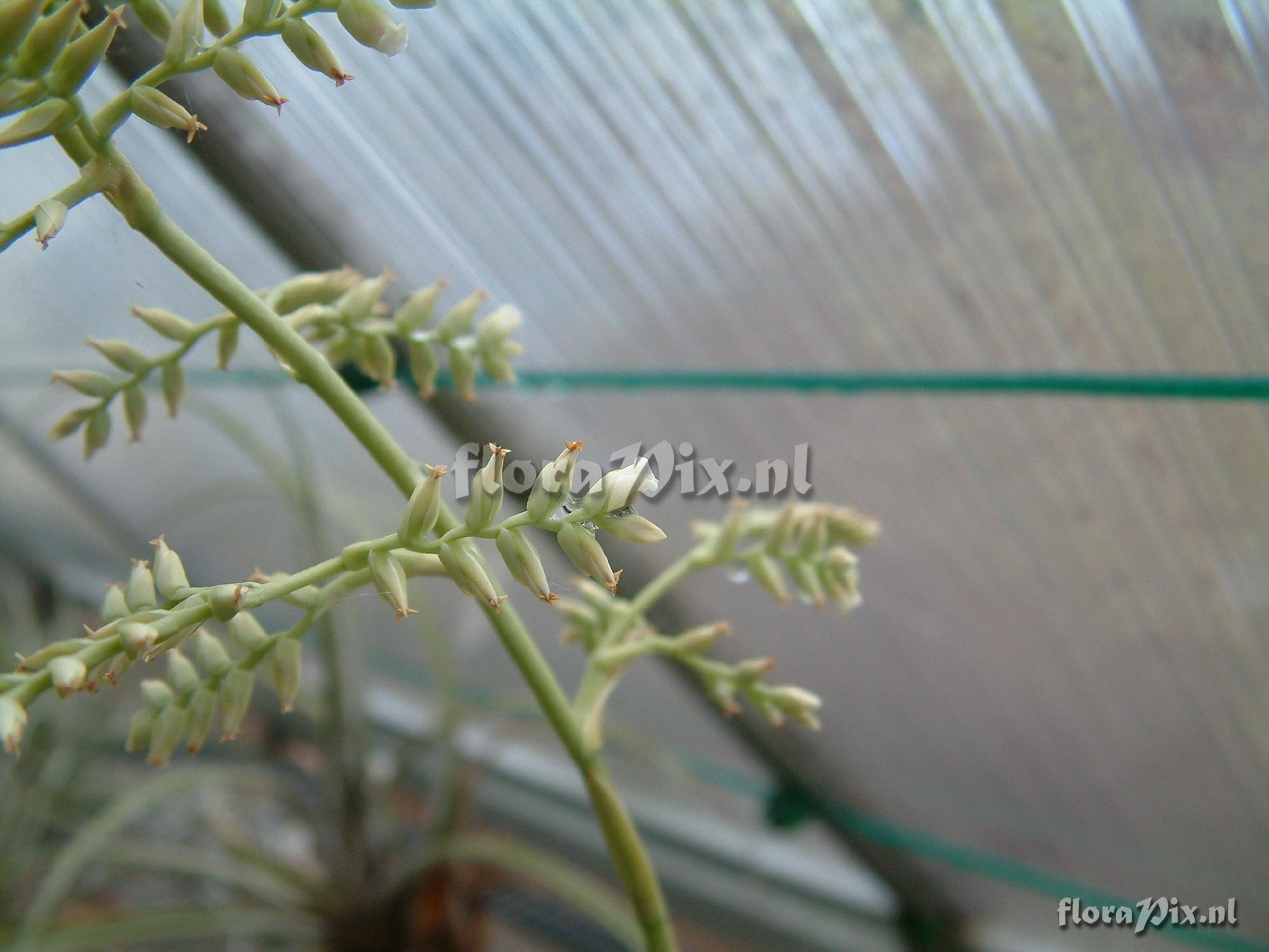 Tillandsia sp.