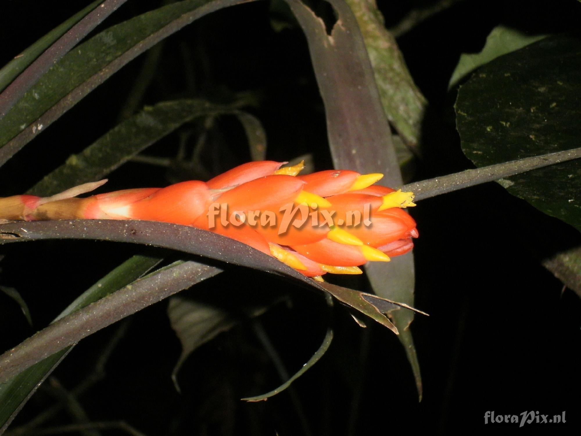 Guzmania melinonis