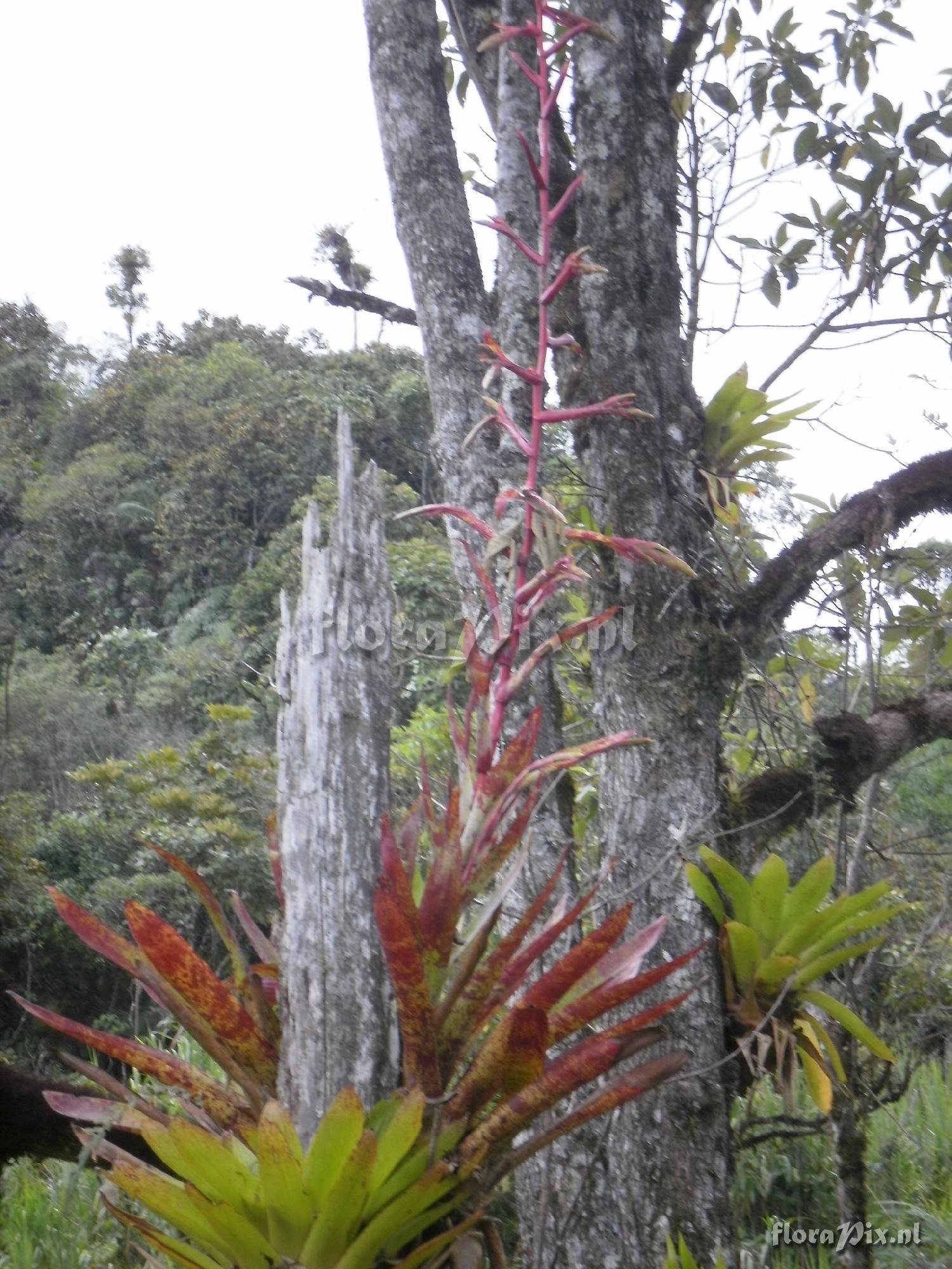 Tillandsia ?