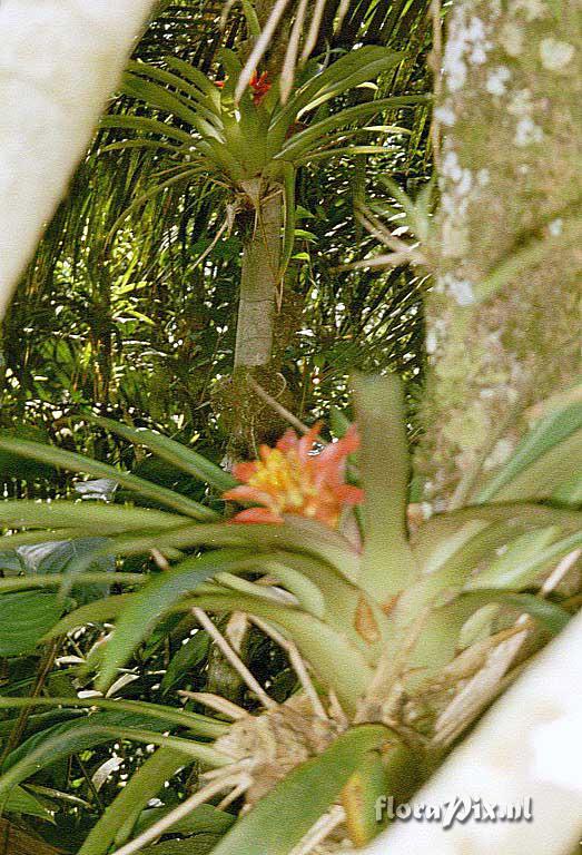 Guzmania lingulata