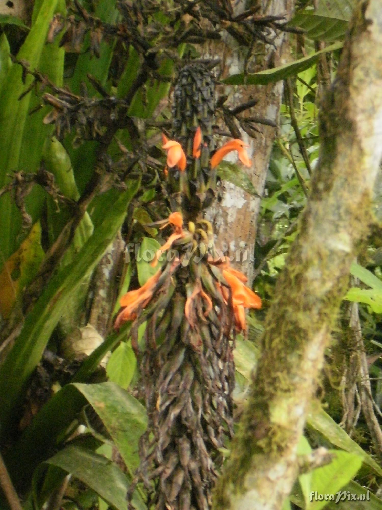 Pitcairnia barrigae