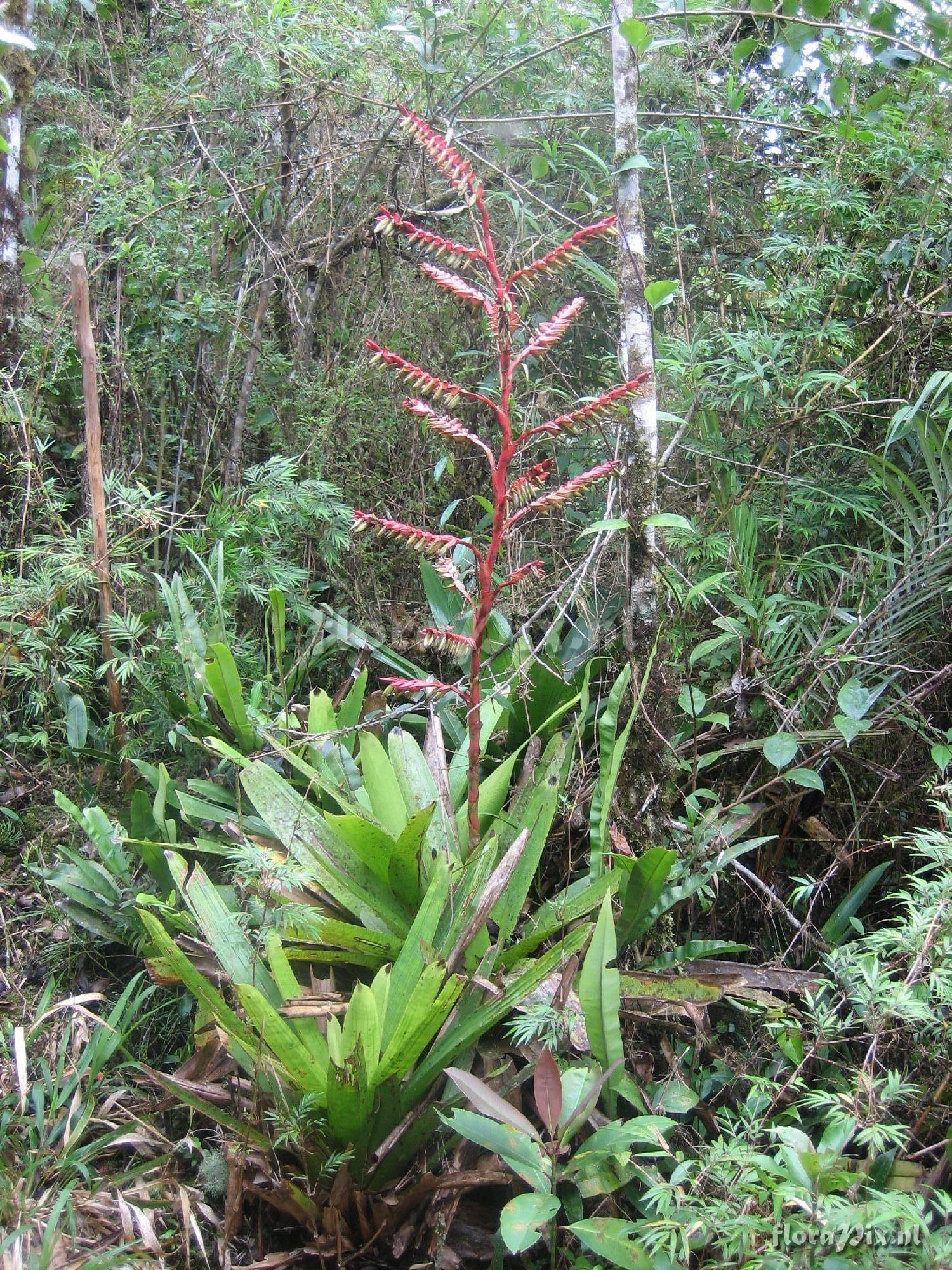 Vriesea cf. hieroglyphica