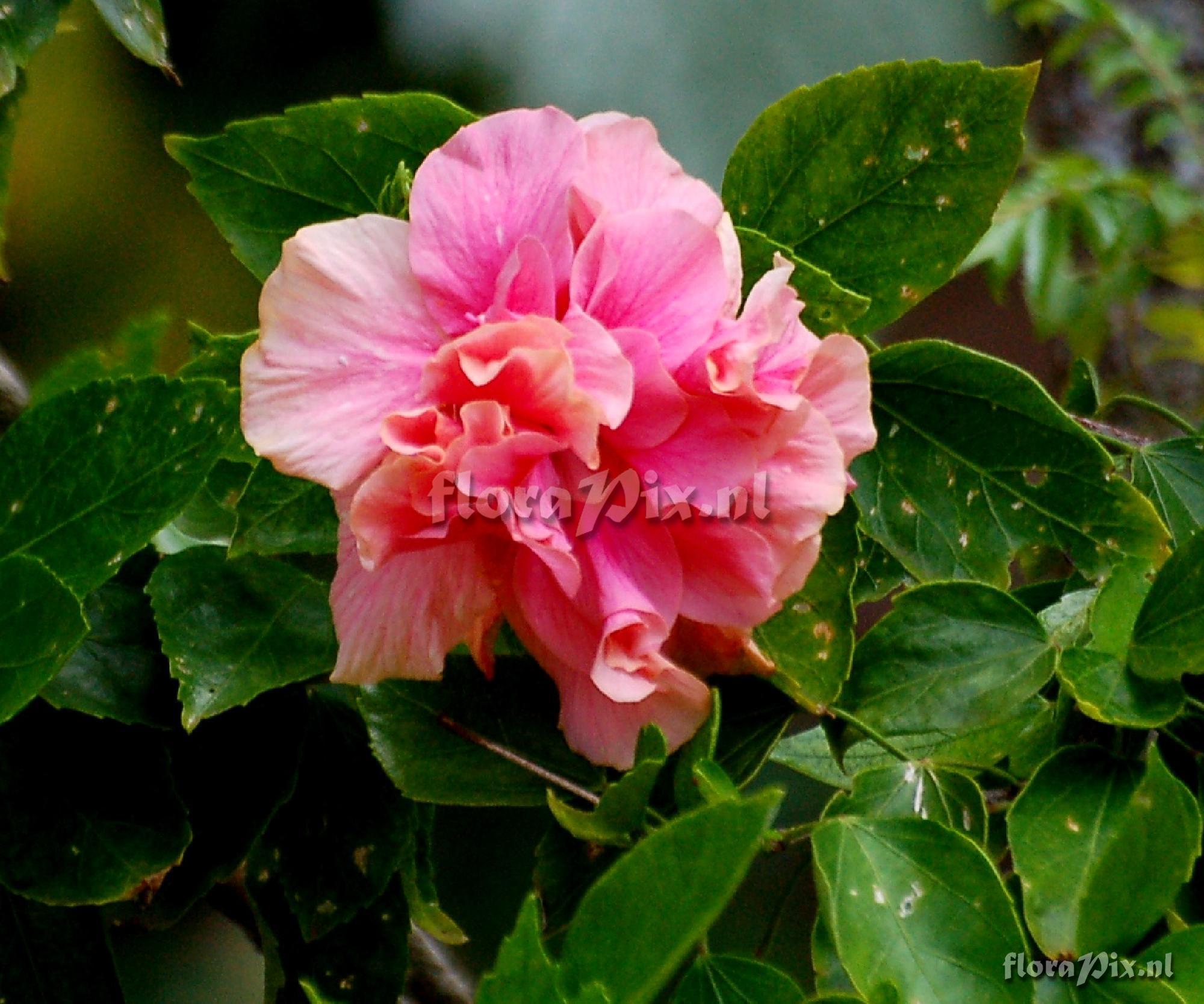 Hibiscus sp. Double Flower