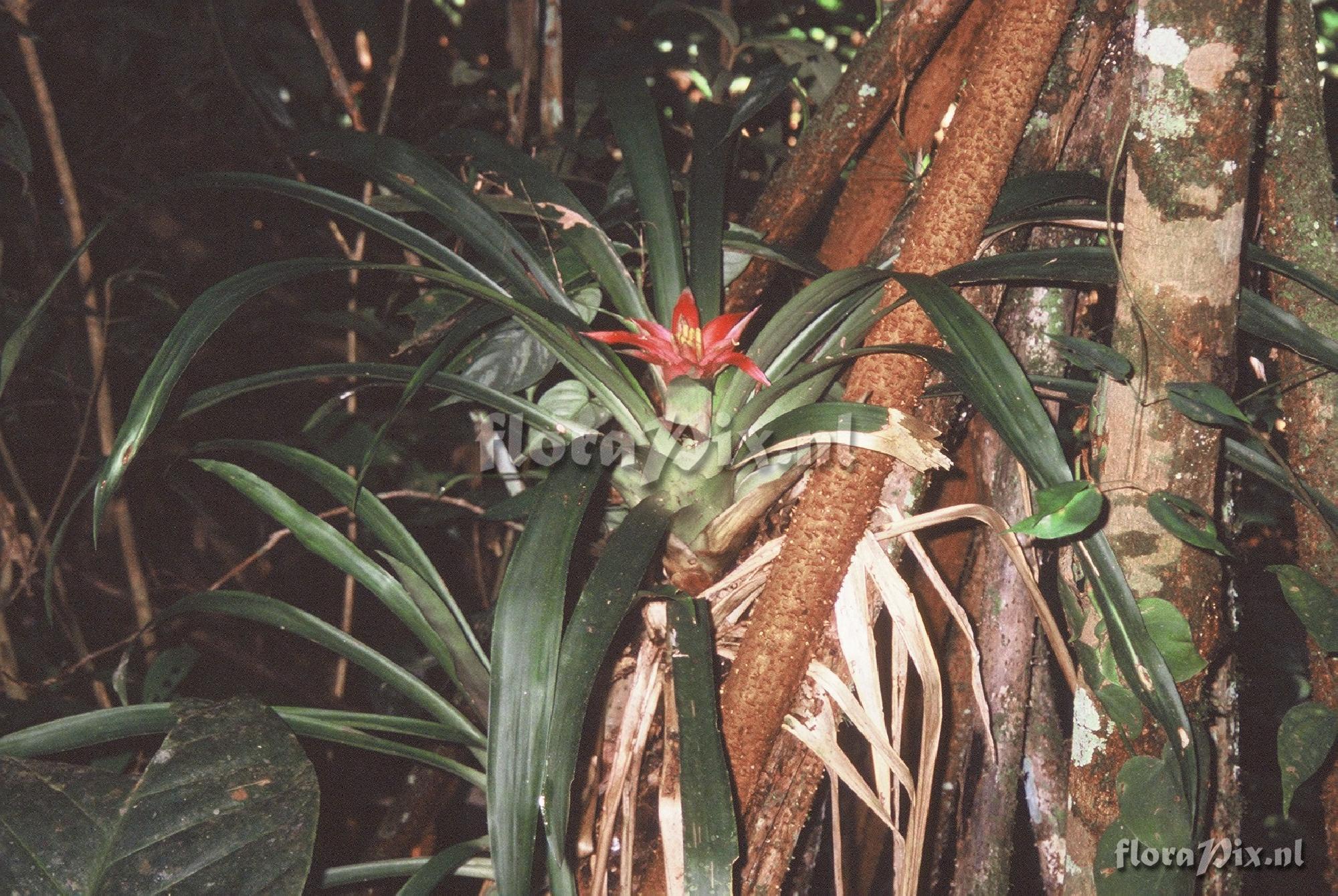 Guzmania lingulata