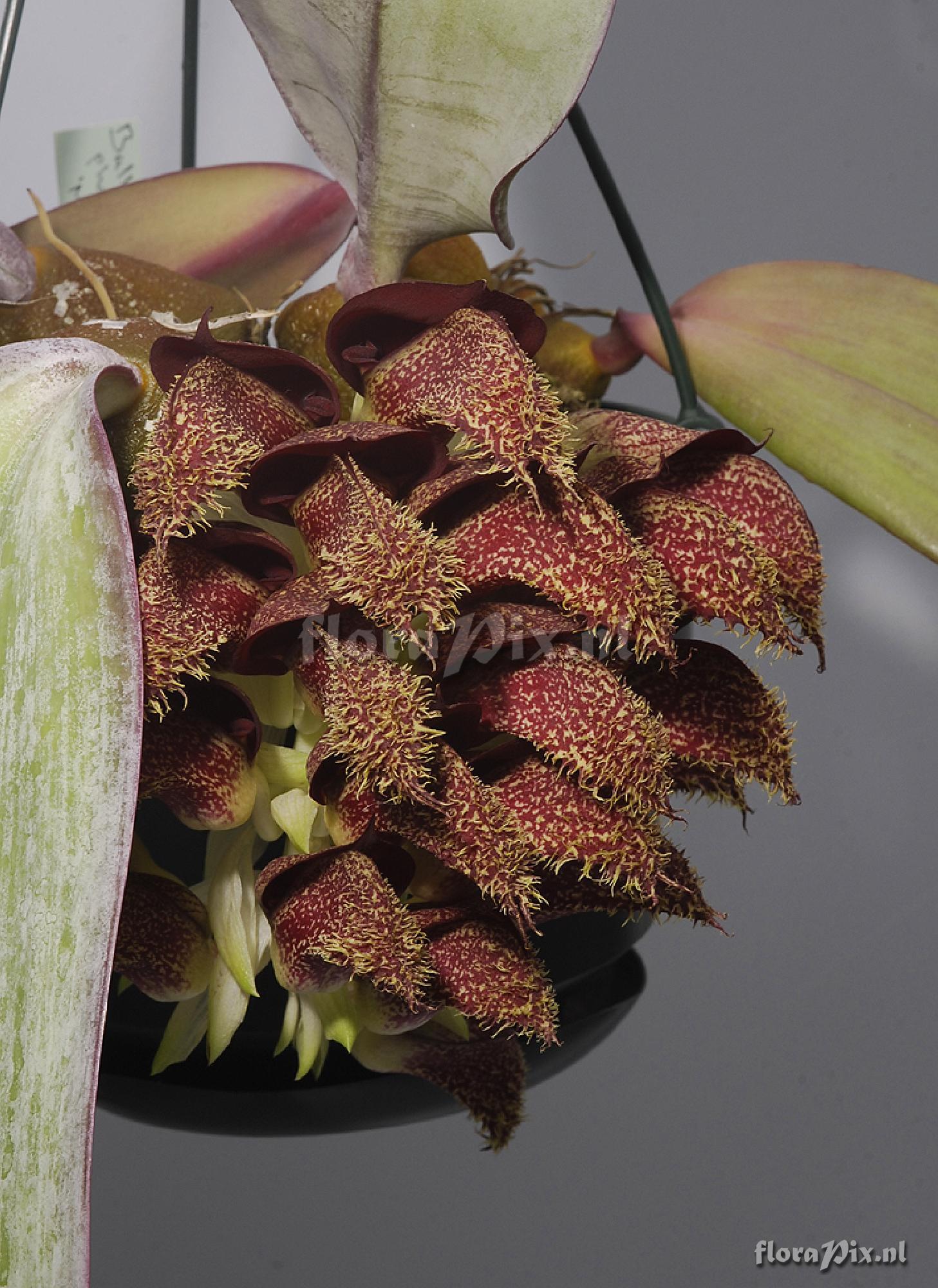 Bulbophyllum phalaenopsis 