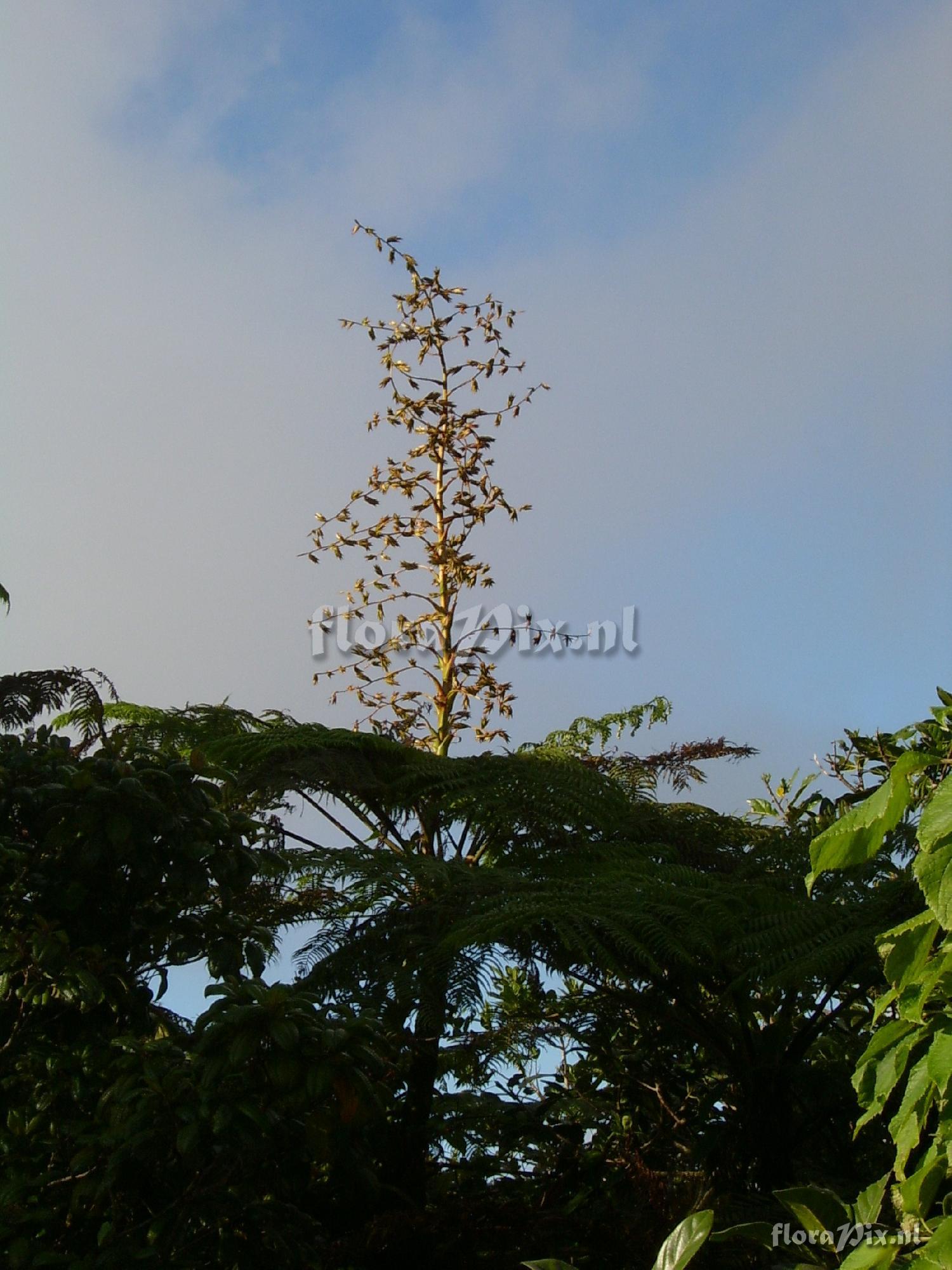 Guzmania plumieri