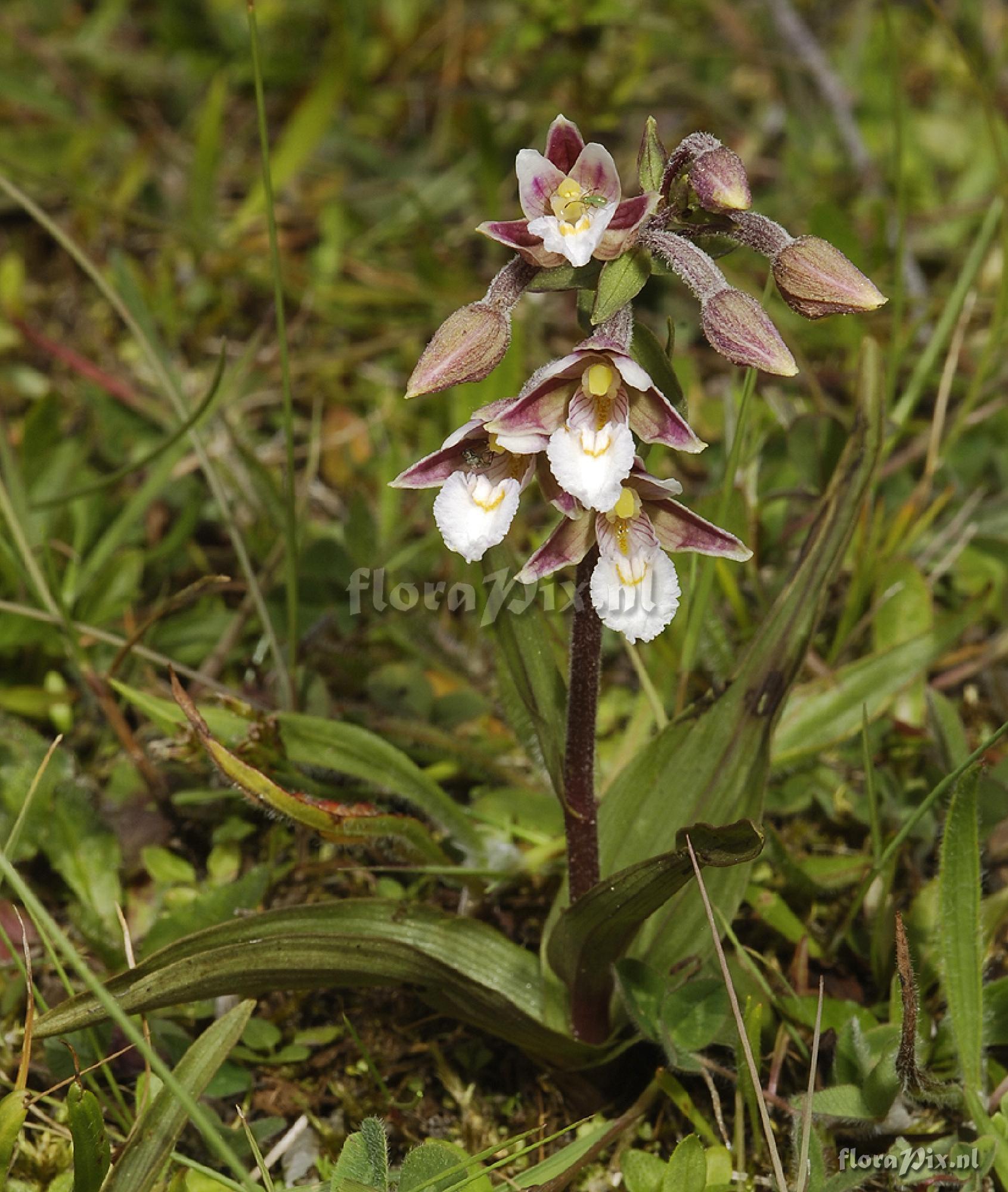 Epipactis palustris